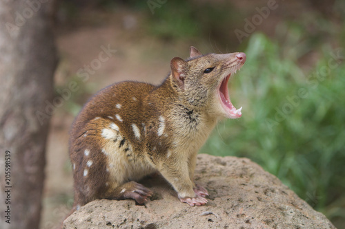 Quoll with Mouth Open photo