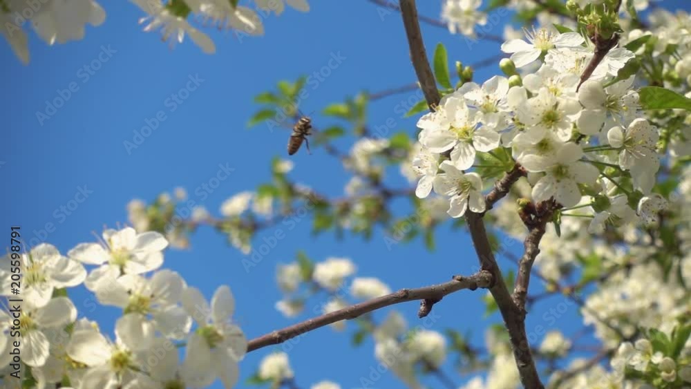 Slow motion, bee flying near white blooming cherry flowers. Slow motion, bee flying near white blooming cherry flowers.