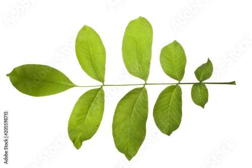 tree leaves isolated on white background