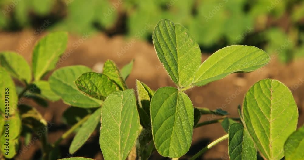 Green ripening soybean field, agricultural landscape Green ripening soybean field, agricultural landscape