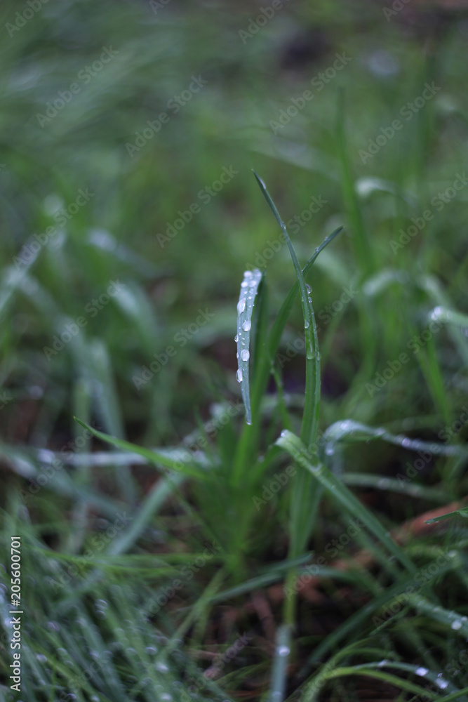 the grass in the dew