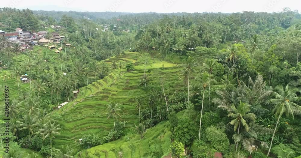 Aerial view of rice terrace. Flight over of rice field - October 2017: Tegalalang, Ubud, Bali Aerial view of rice terrace. Flight over of rice field - October 2017: Tegalalang, Ubud, Bali