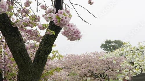 松前城の桜