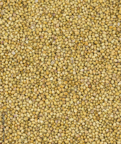 Group of Dried Coriander Seeds or Dhaniya