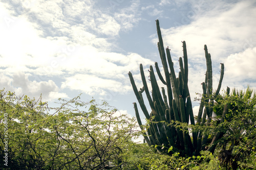 Large cactus against the sky