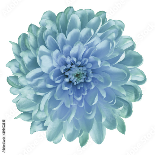 Fototapeta Naklejka Na Ścianę i Meble -  Chrysanthemum   turquoise-blue.. Flower on  isolated  white ba  ckground with clipping path without shadows. Close-up. For design. Nature.