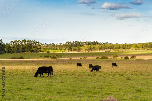 cows grazing in the green Argentine countryside