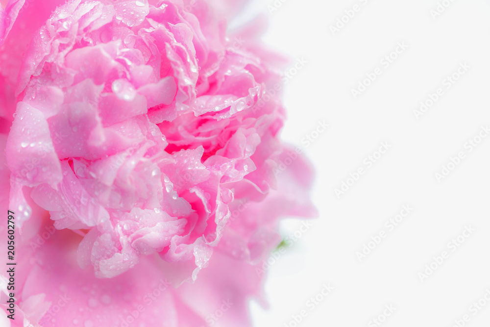 Beautiful pink Peonie flower on white wooden background, copy space, top view