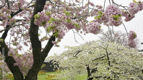 松前城の桜
