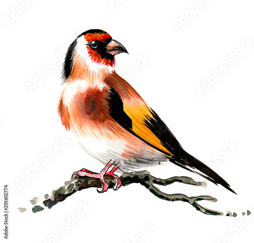 Watercolor goldfinch