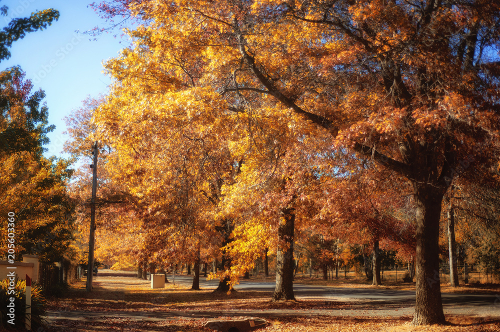 Naklejka premium Autumn in Mount Macedon