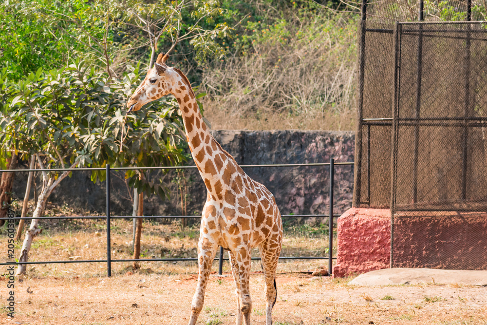 A close up view of giraffe standing at zoo in sunny day looking awesome. A close up view of giraffe standing at zoo in sunny day looking awesome.