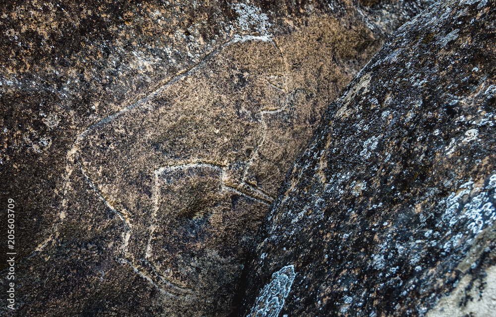 Ancient prehistoric drawings of various animals on the rock. The remains of ancient civilizations