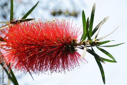 Flowers of bottlebrush photo