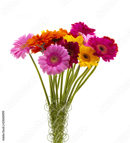 Bunch of assorted Gerbera flowers on awhite background