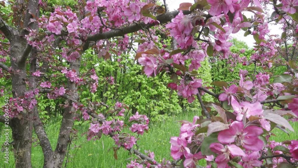 The camera moves along the apple-tree blossoming red flowers in sunny spring day The camera moves along the apple-tree blossoming red flowers in sunny spring day