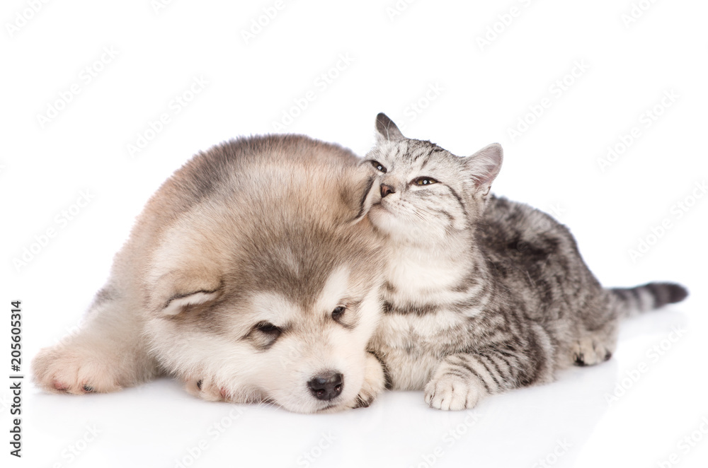 Fototapeta premium Tabby cat sniffs the dog's ear. isolated on white background