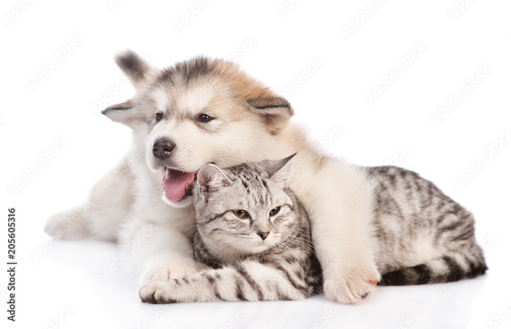Alaskan malamute puppy hugging a tabby cat.  isolated on white background