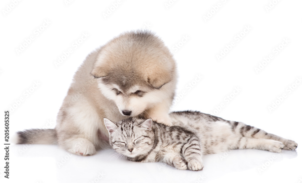 puppy sniffs and licks a happy cat.  isolated on white background
