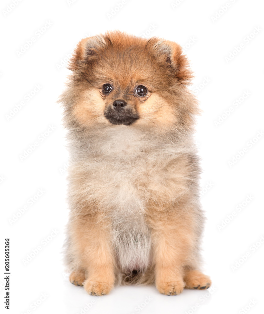 spitz puppy sitting in front view. isolated on white background spitz puppy sitting in front view. isolated on white background