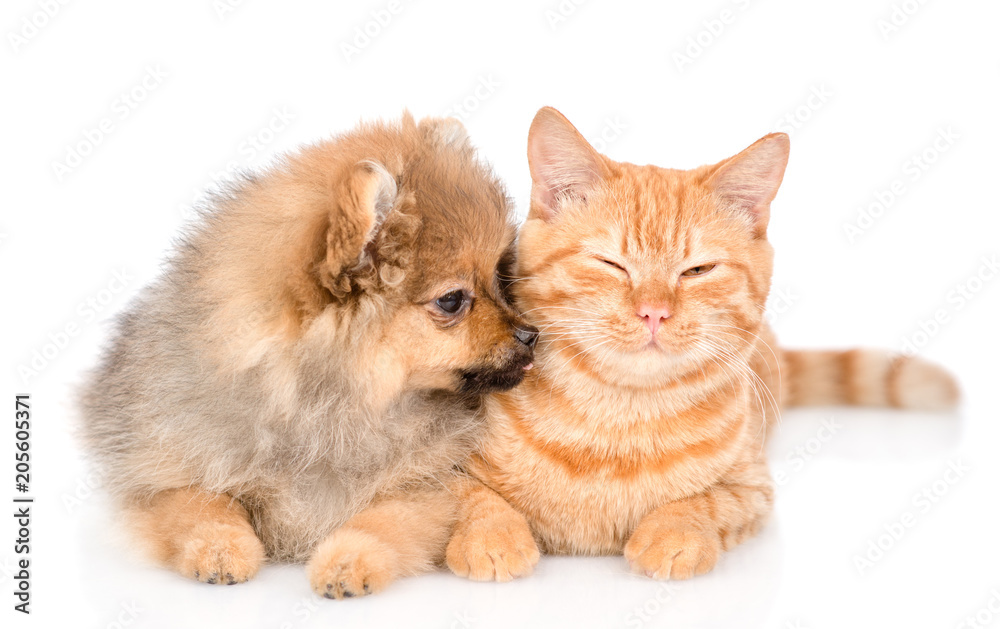 Spitz puppy licks a happy cat. isolated on white background