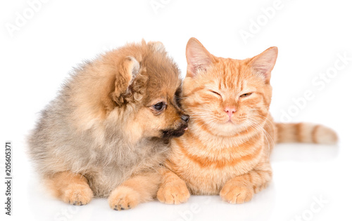 Spitz puppy licks a happy cat. isolated on white background