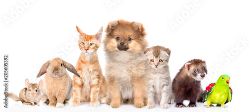 Large group of pets together in front view. Isolated on white background