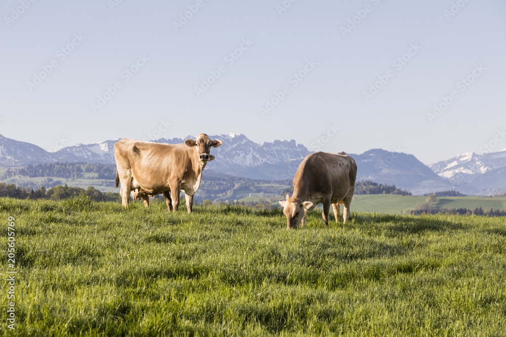 Swiss brown cattle grazes on a spring morning on a meadow in the foothills of Switzerland Swiss brown cattle grazes on a spring morning on a meadow in the foothills of Switzerland
