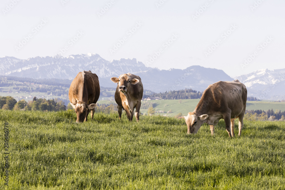 Swiss brown cattle grazes on a spring morning on a meadow in the foothills of Switzerland