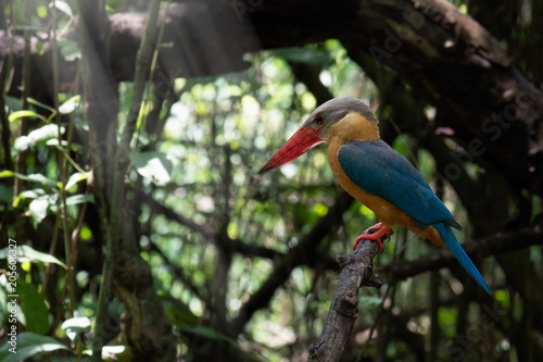 Beautiful bird in nature Stork-billed Kingfisher