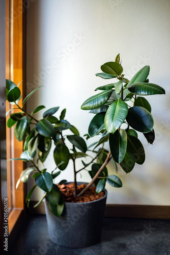 rubber plant (ficus)
