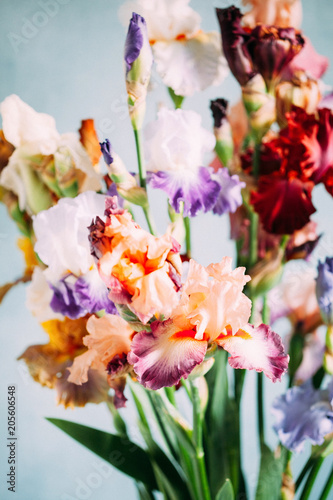 Fototapeta Naklejka Na Ścianę i Meble -  colorful iris flowers