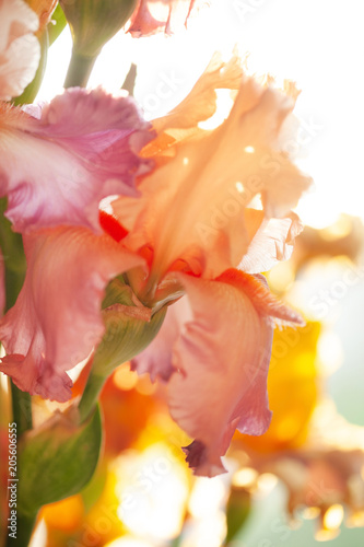 Fototapeta Naklejka Na Ścianę i Meble -  sunny iris flowers