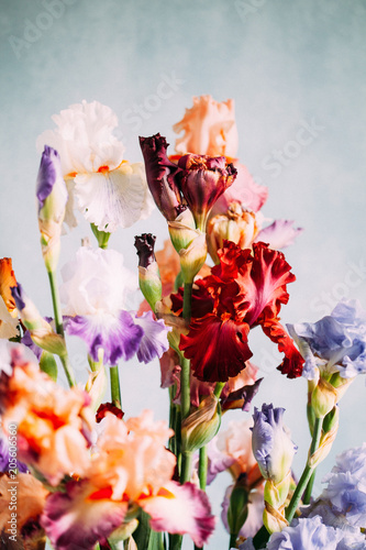 Fototapeta Naklejka Na Ścianę i Meble -  iris flowers in the vase