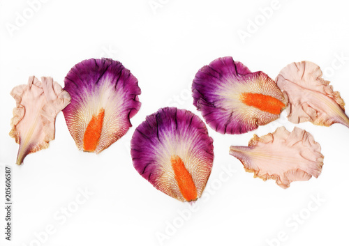iris petals isolated