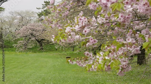 松前城の桜