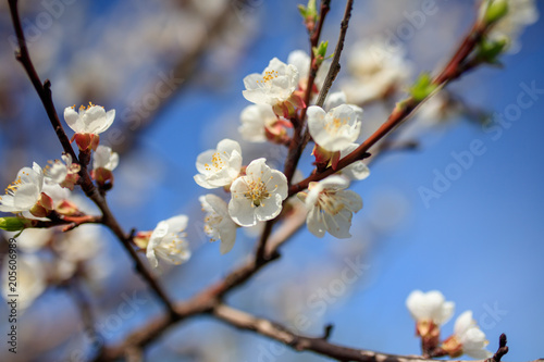 Flowers on the branches of a tree in the nature