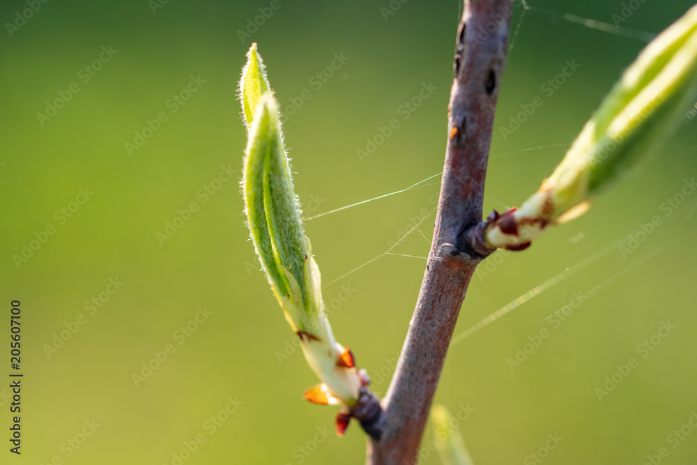 Young green leaves on a tree in spring Young green leaves on a tree in spring