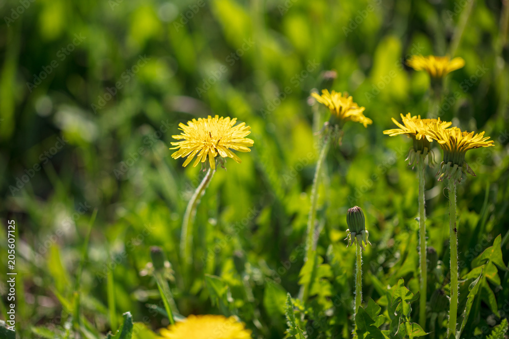 Yellow dandelion flower in a park Yellow dandelion flower in a park