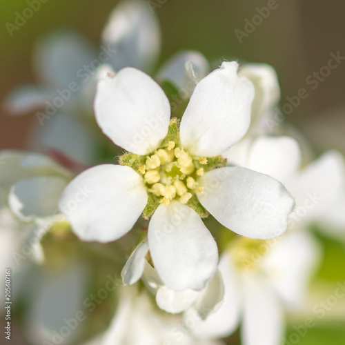 Flowers on the branches of a tree in the nature