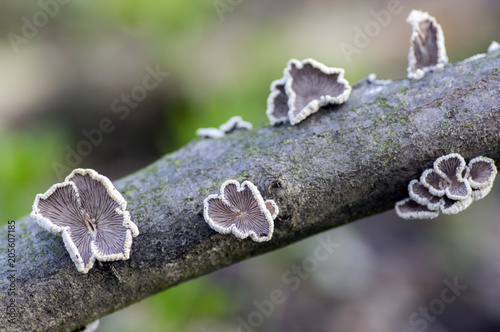 Schizophyllum commune species of gilled fungus