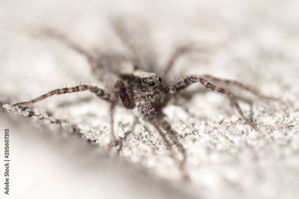 Portrait of a spider on a concrete wall Portrait of a spider on a concrete wall
