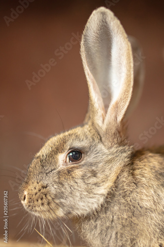 Portrait of a rabbit on a farm © schankz