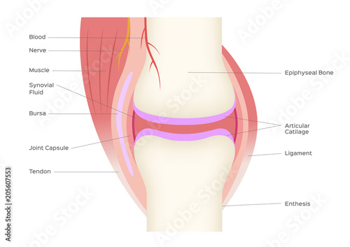 joint anatomy vector infographic