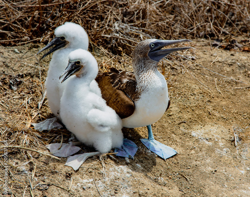 Adult female blue footed booby with two chicks