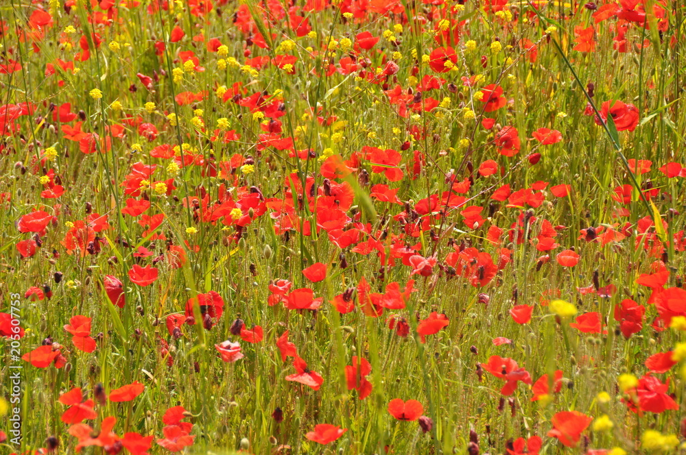 Feld mit roten und gelben Blumen - Frühling