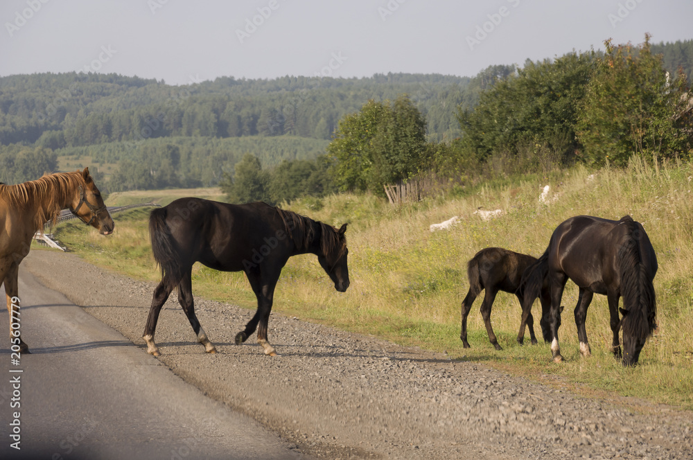 Horses are walking. Big autumn field with trees far away and clouds in the blue sky. Asphalt road. Travelling Horses are walking. Big autumn field with trees far away and clouds in the blue sky. Asphalt road. Travelling