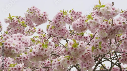 松前城の桜