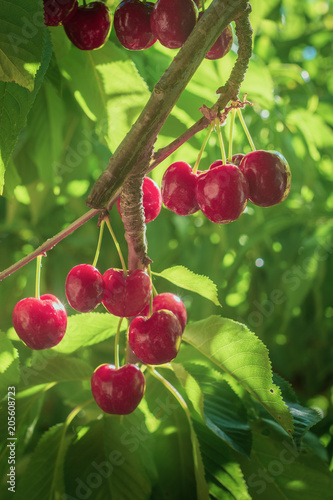 group of cherries of the variety lapins at their point of harvest photo