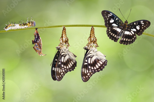 Transformation from chrysalis of Black-veined sergeant butterfly ( Athyma ranga ) hanging on twig © mathisa